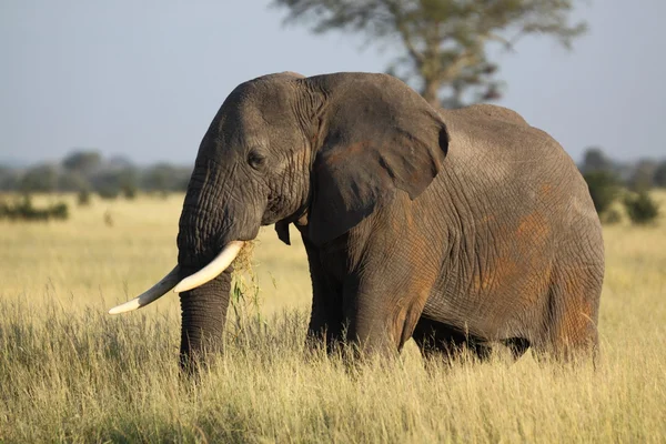 Slon africký portrét — Stock fotografie