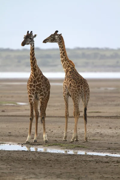 Afrika zürafa portresi — Stok fotoğraf