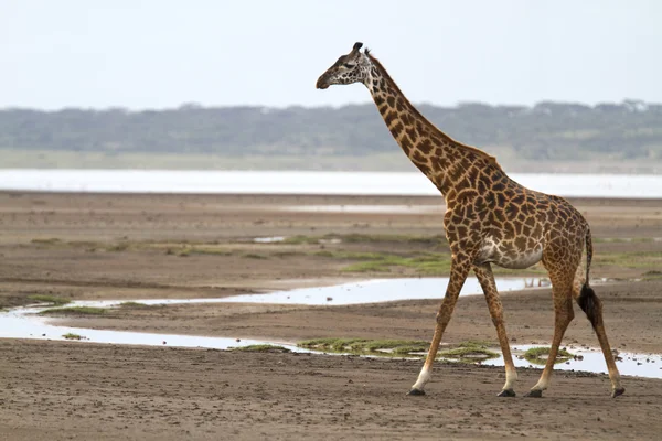 Retrato de jirafa africana — Foto de Stock