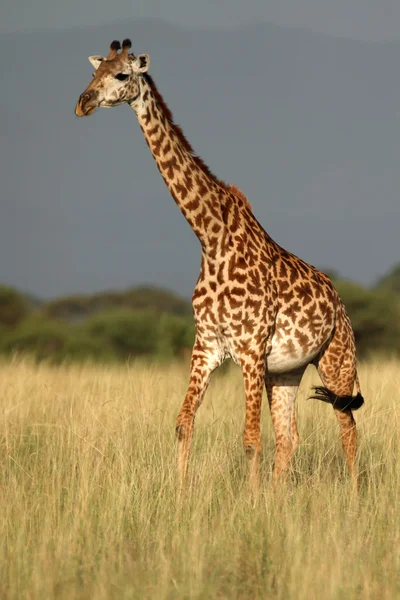 Ritratto di giraffa africana — Foto Stock