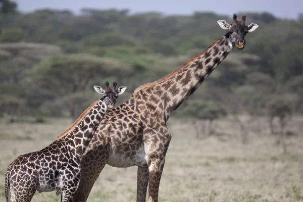 Ritratto di giraffa africana — Foto Stock