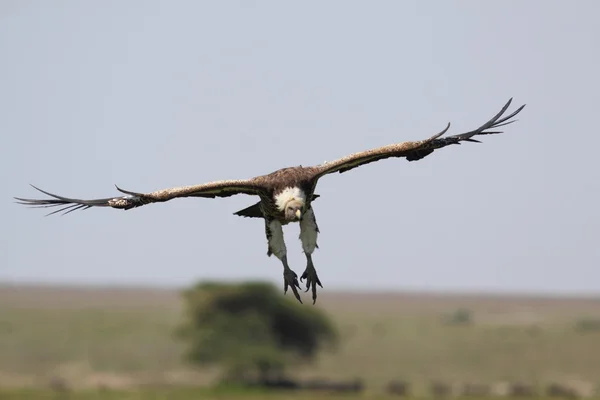 Gier tijdens de vlucht — Stockfoto