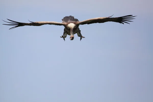 Uçuş akbaba — Stok fotoğraf