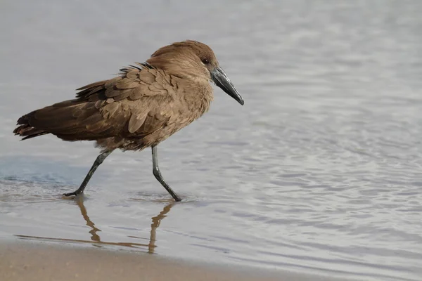 Hammerkop πουλί περπάτημα σε ρηχά νερά — Φωτογραφία Αρχείου