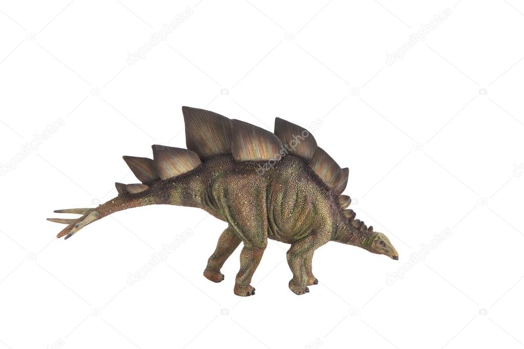 Stegosaurus dinosaur against white background