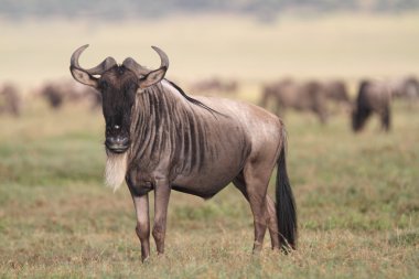 Wildebeest migrating in the african savanna clipart