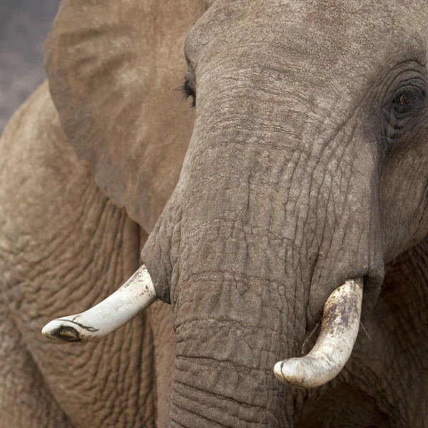 Retrato de elefante africano — Fotografia de Stock