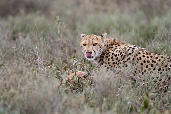 Ritratto di giovane ghepardo selvatico — Foto Stock