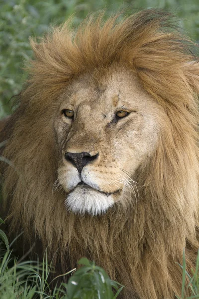 Portrait of wild african lion — Stock Photo, Image