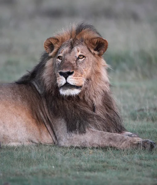 Ritratto di leone africano selvatico — Foto Stock