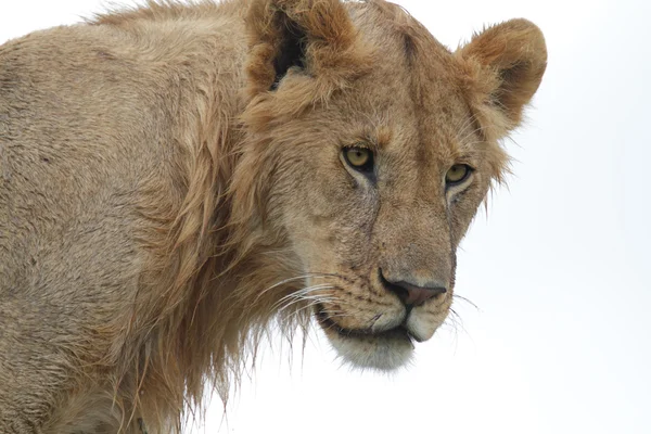 Retrato del león salvaje africano — Foto de Stock