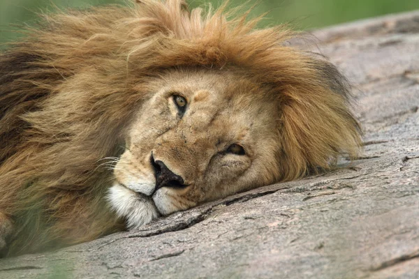 Retrato de león africano — Foto de Stock