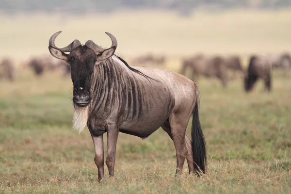 Gnus auf Wanderschaft in der afrikanischen Savanne — Stockfoto