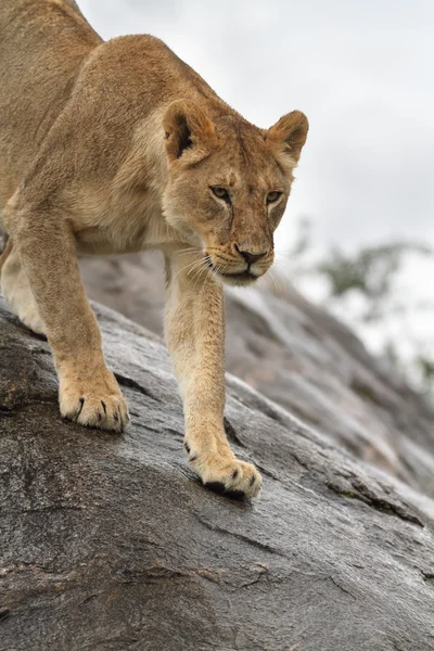 Porträt des afrikanischen Löwen — Stockfoto