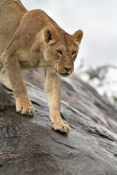 Portrét africký Lev — Stock fotografie