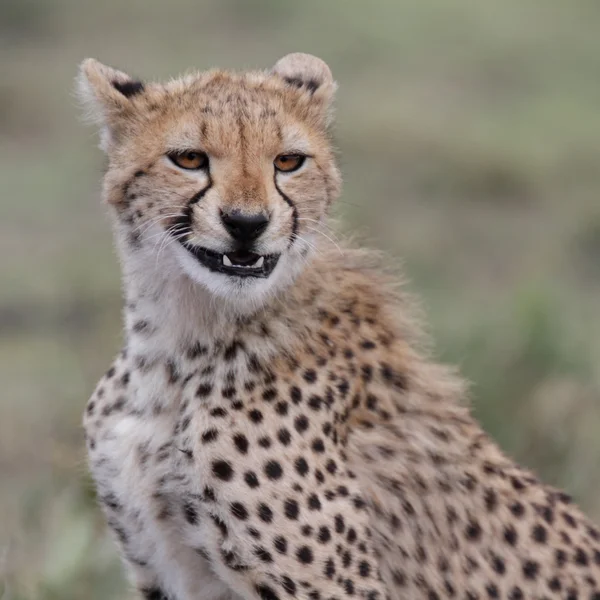 年轻的野生猎豹的肖像 — 图库照片