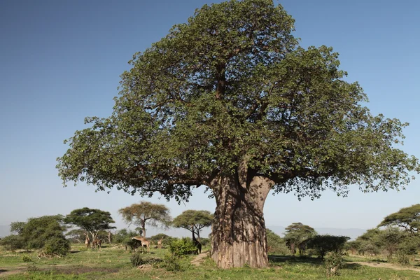 Baobab copac — Fotografie, imagine de stoc