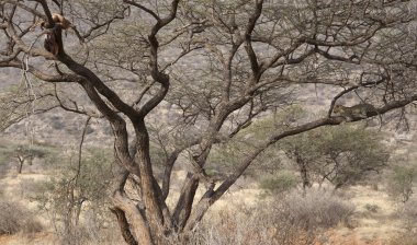 bir ağaç üzerinde leopar ile sahne