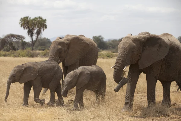 Retrato de elefante africano — Foto de Stock