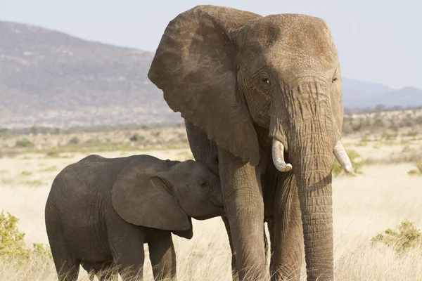 Portrait d'éléphant d'Afrique — Photo