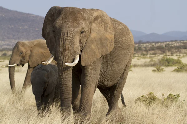 Slon africký portrét — Stock fotografie