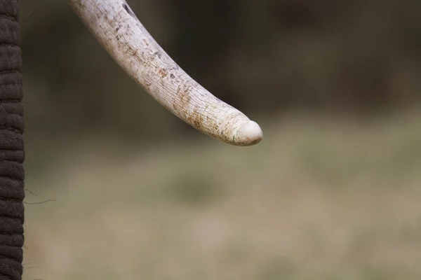 Afrikaanse olifant tusk — Stockfoto