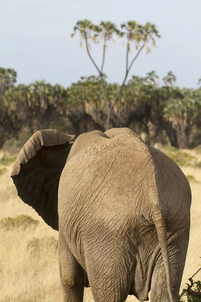 African elephant portrait — Stock Photo, Image