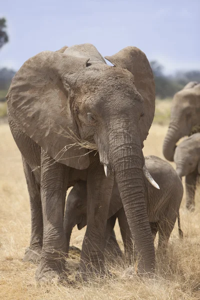 Portrait d'éléphant d'Afrique — Photo