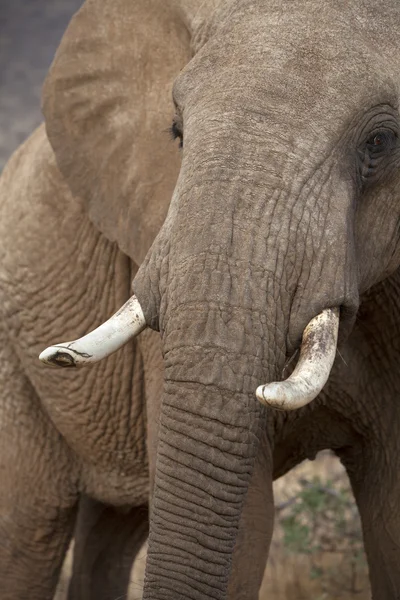 Retrato de elefante africano — Fotografia de Stock