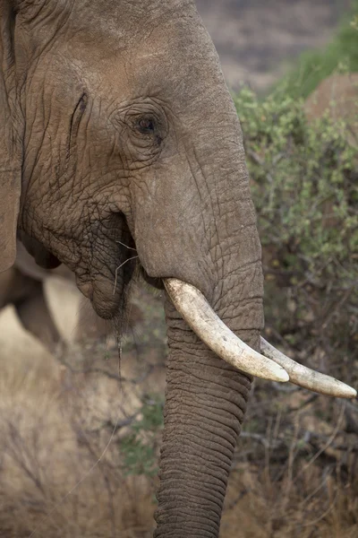 Retrato de elefante africano — Foto de Stock