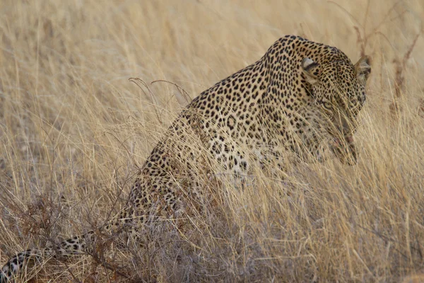Retrato de leopardo salvaje en sabana de pastizales —  Fotos de Stock