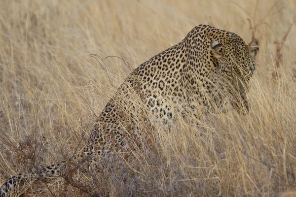 Portrait of wild leopard in grassland savannah — Stock Photo, Image