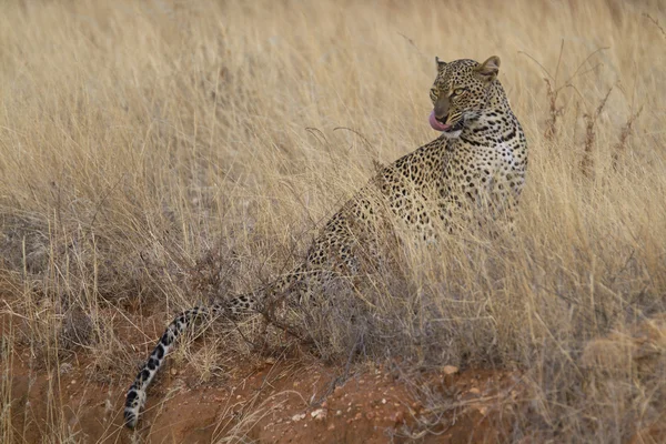 Retrato de leopardo selvagem em savana de pastagem — Fotografia de Stock