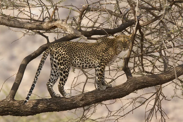 Bir ağaç üzerinde leopar ile sahne — Stok fotoğraf