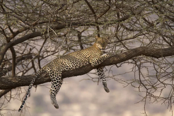 Escena con leopardo en un árbol —  Fotos de Stock