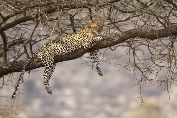 Bir ağaç üzerinde leopar ile sahne — Stok fotoğraf