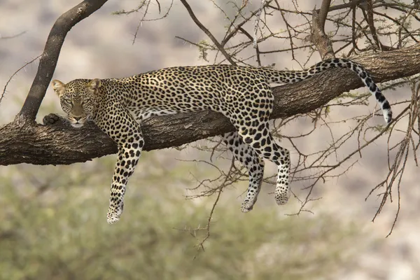 Scene with leopard on a tree — Stock Photo, Image