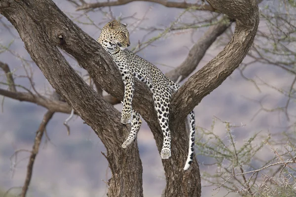 Bir ağaç üzerinde leopar ile sahne — Stok fotoğraf