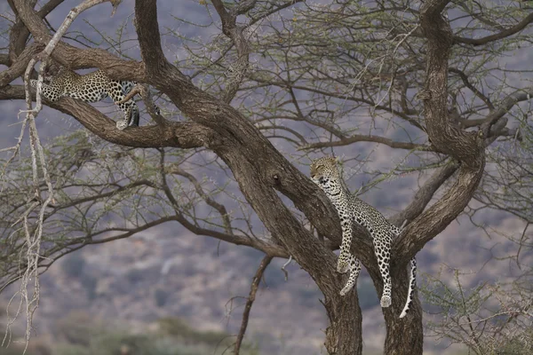 Bir ağaç üzerinde leopar ile sahne — Stok fotoğraf