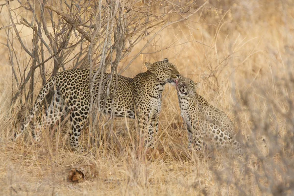 Otlak Savannah vahşi leopar portresi — Stok fotoğraf