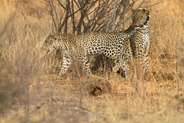 Portrét divokých Leopard v savannah louky — Stock fotografie