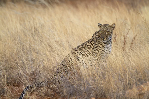 Retrato de leopardo salvaje en sabana de pastizales —  Fotos de Stock