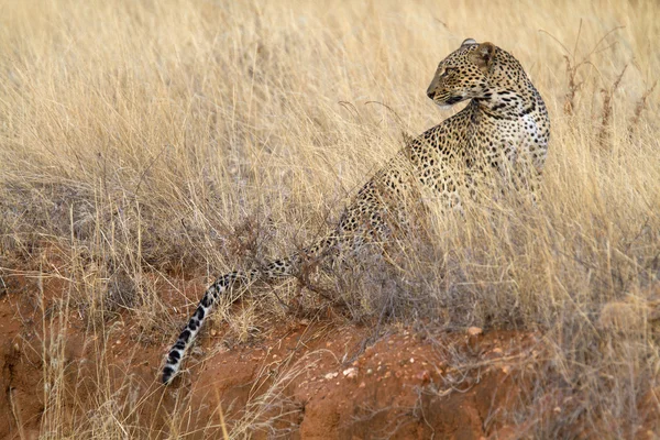 Portrait of wild leopard in grassland savannah — Stock Photo, Image