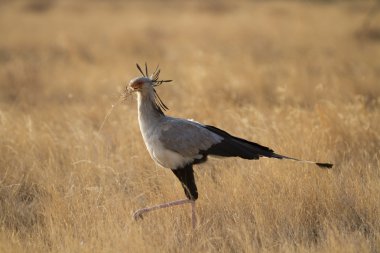 Sekreter kuşu sarı otların arasında yürüyüş