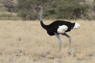 somali devekuşu sarı otların arasında yürüyüş