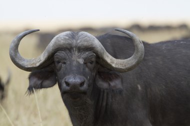Yalnız cape buffalo ayakta çim