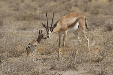 Anne ve yenidoğan ceylan
