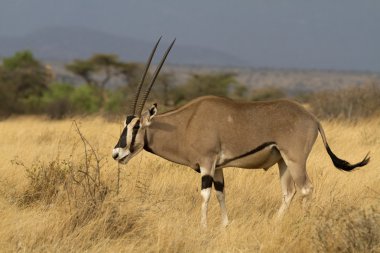 antilop beisa Afrika antilobu duran sarı çimenlerin üzerinde