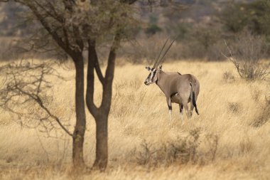 antilop beisa Afrika antilobu duran sarı çimenlerin üzerinde