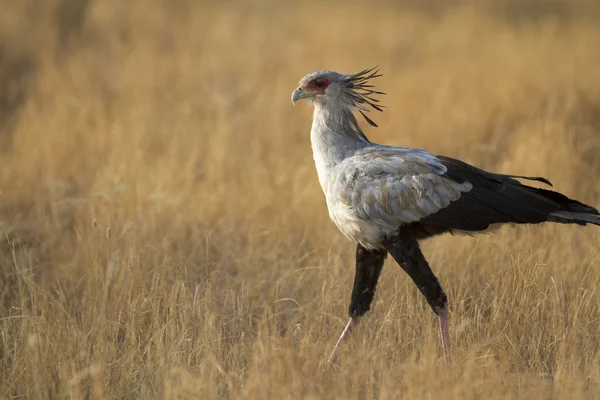 Secretary bird walking in yellow grass — Stock Photo, Image